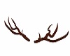 buck antlers