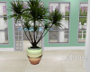SB Potted Plant 2