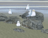 Rock And Seagull