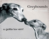 Greyhounds Picture