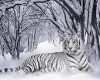 White Tiger room