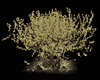 ADAGIO Tree 3
