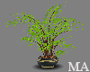 -MA-Areca Palm Plant