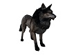 WOLF REAL 2