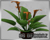 [BG]Capri Bronze Lily