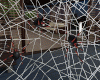 Spider Pet Webs M/F
