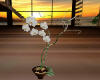Warm White Orchid