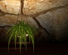 hanging  plant