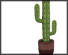 Cactus ~ House Plant