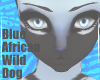 BlueWildDog-Eyes M/F