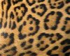 leopard kissing pillow