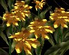 [FtP] Golden flowers