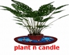 Plant/floating candles