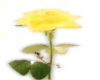 [3H4]yellow stim rose