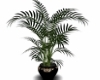 office plant''palm''