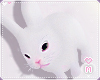 My 🐰 Bunny 1