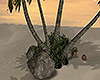Oasis Coconut Palms