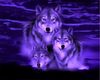 wolf can