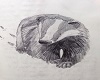 Badger In Snow