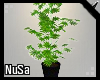 Kush Plant