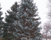 SV Pine Tree