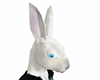 Bunny Head