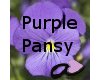 Purple Pansy