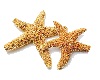 Starfish dance marker