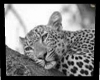 [CB]Leopard picture