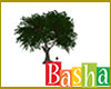 Tree 1 (Basha)