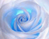 BLUE ROSE