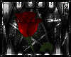 = Red Rose