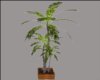 poted palm plant