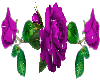 Purple Roses Divider