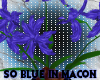 *SB* Blue Orchids
