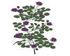 Purple rose bush