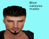 Blue Cateyes Male