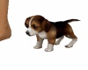 *LL* cute Beagle Puppy