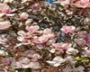 rug magnolia