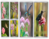hummingbird collage