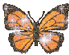 Sparkley Butterfly