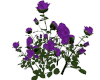 Rose Bush Purple