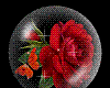 snowglobe roses