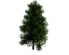 ! green tree !