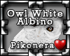 !Pk Owl White Albino