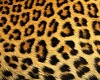 leopard Loft & pool