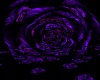 Purple Rose Room