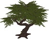 VIC Cali Pose Tree