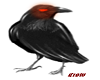Crow sticker