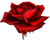 Red Rose